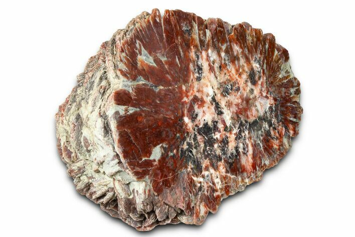 Polished Agate Replaced Barite Nodule Half - Utah #373492